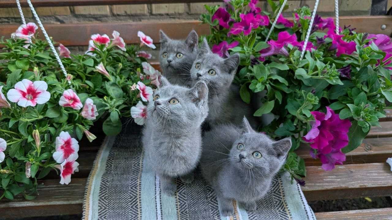 Шотландські кошенята