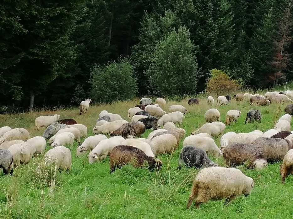 Baranina, jagnięcina, kozina ,wysyłka