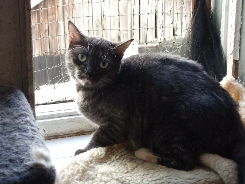 Wykastrowana Dymka szuka domku
