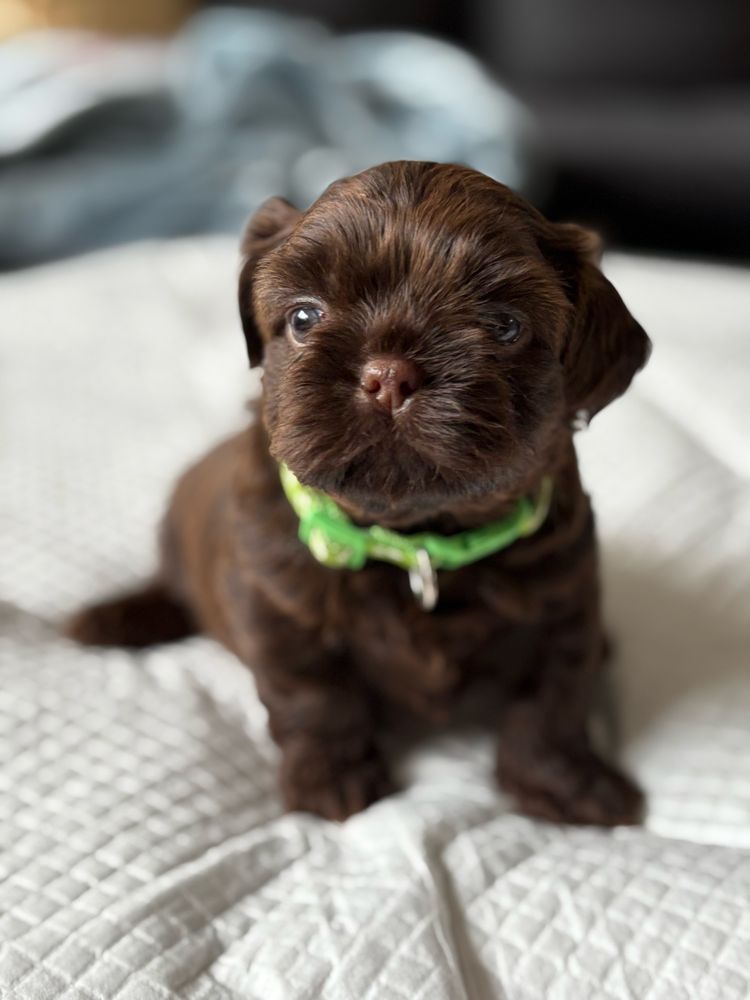 Shih tzu czekoladowy samiec Gimi z rodowodem FCE