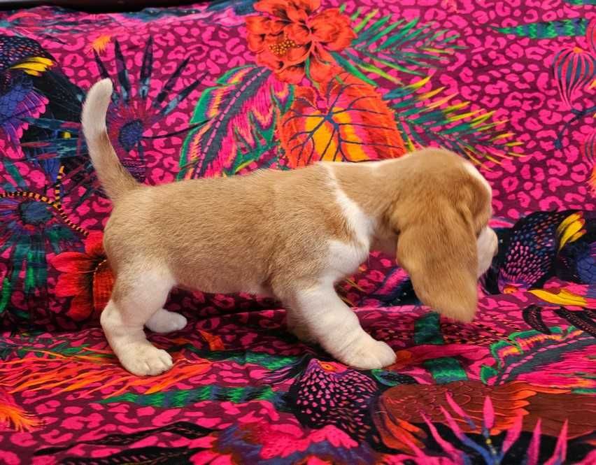 BEAGLE-unikatowy kolor -hare pied-suczka