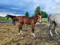 Sprzedaz/zamiana Klacz 2024 po Catano MK (Ogano x Casall)