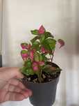 alternanthera party time, pedatum, mayoi
