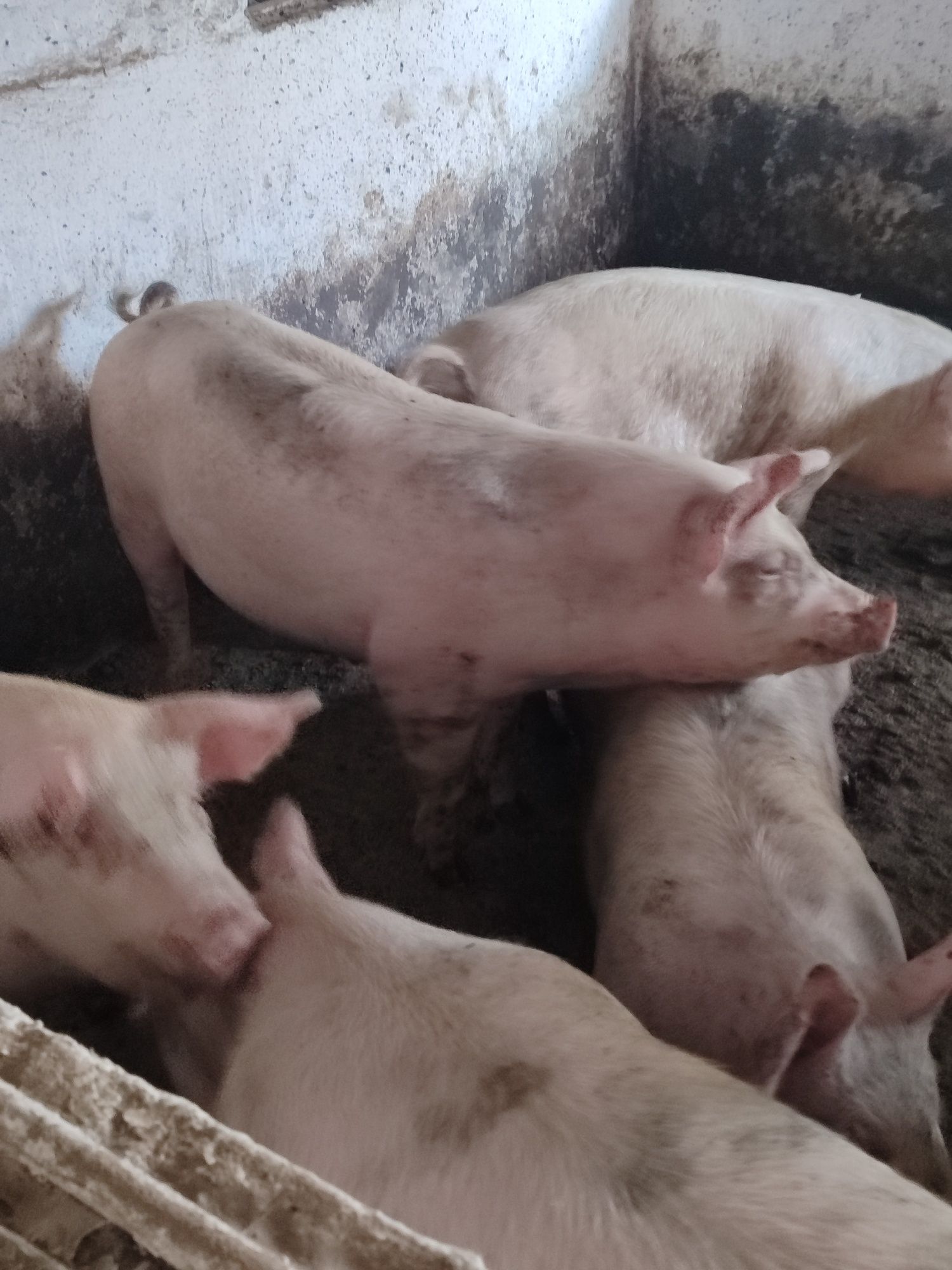 Продам свині жива або бита