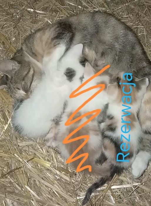 6-tygodniowy kocurek