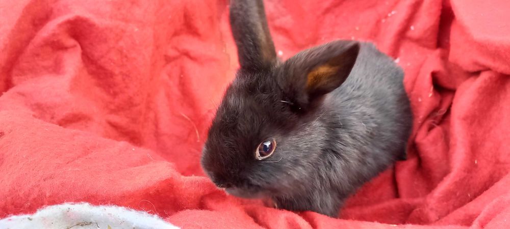 Królik miniaturka, króliczek
