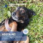 Luna Barriguitas - cadela porte medio