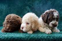 Lagotto Romagnolo brązowy, dereszowy, pomarańczowy pies