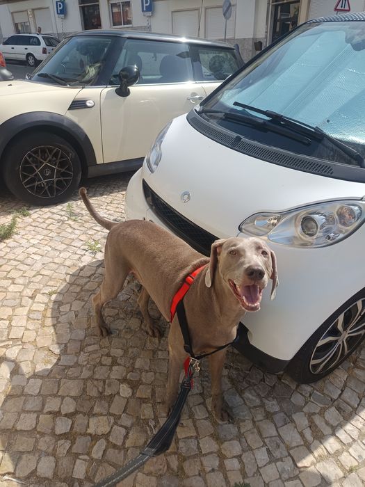 Pet sitting e Dog walking