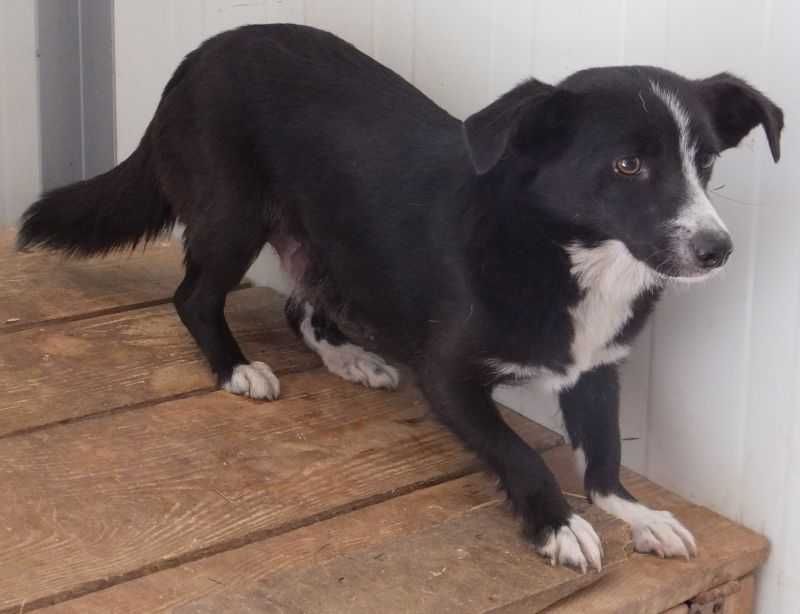 CZIKA suka czarna z krawatem, niska do socjalizacji do adopcji