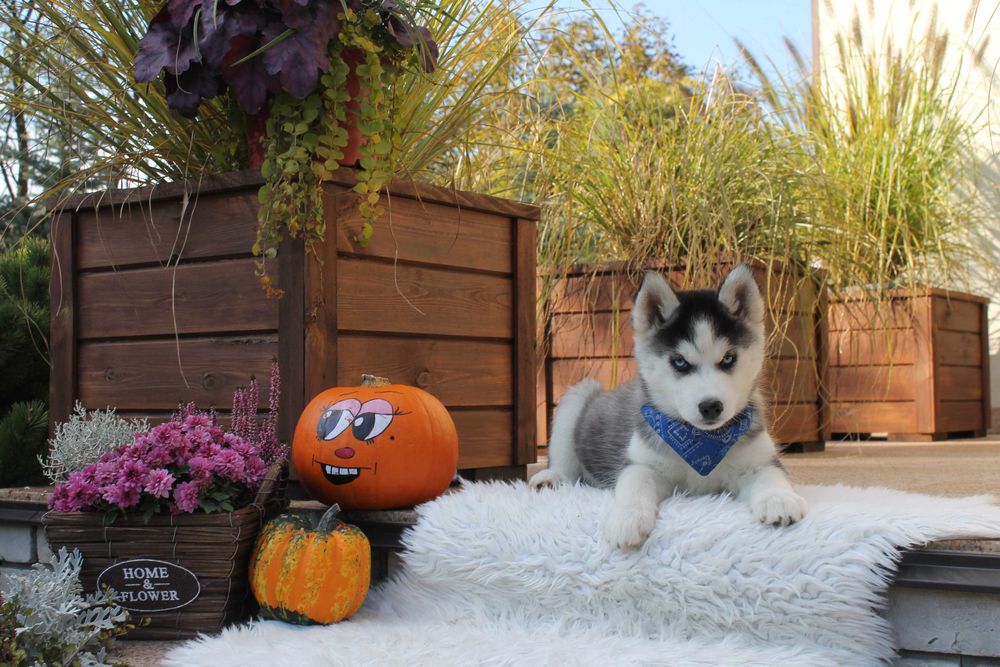 Siberian Husky-śliczna niebieskooka suczka