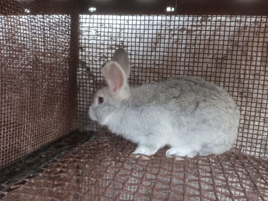Продаю кролів породи шиншила