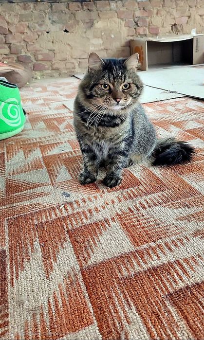 Спокійний котик 7-8 років