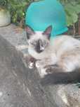 Gatinhas para adoçao