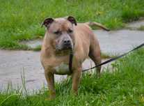 American bully Billon szuka dobrego domu !