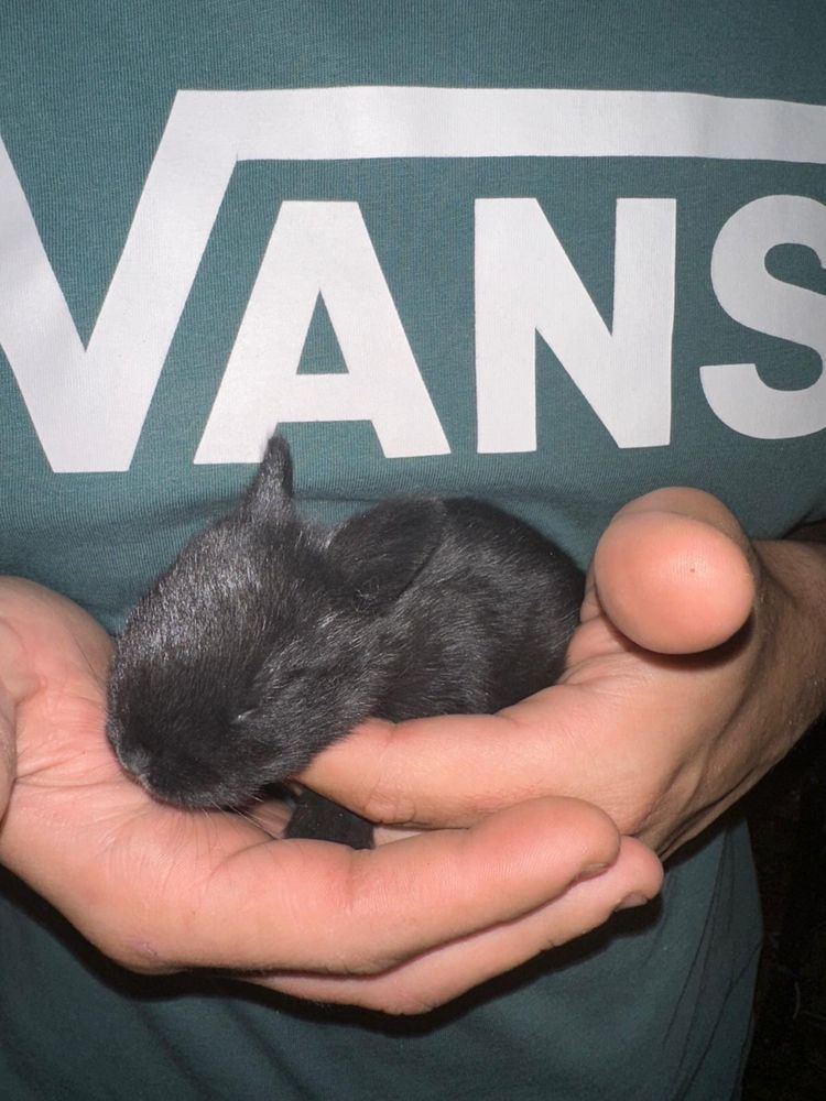 Coelhos de várias raças