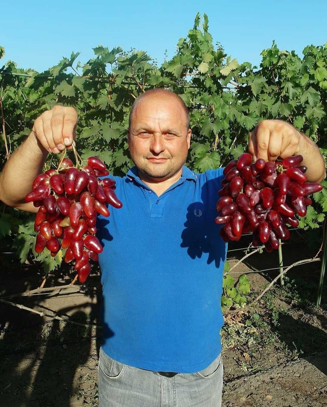 Продам саженцы и черенки винограда , более 400 сортов !