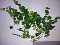 Roślina do terrarium ficus pumila