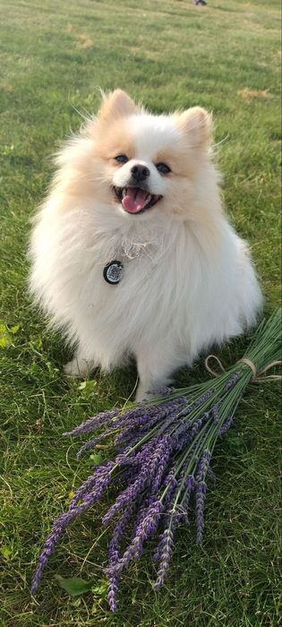 Померанський шпіц для в'язки