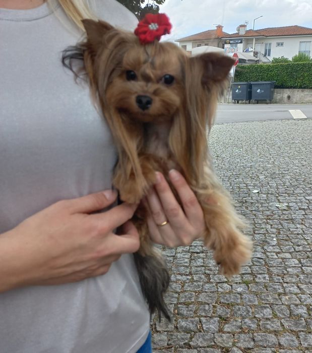 Yorkshire terrier macho  mini