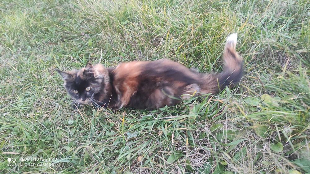 Кішечка Мейн-Кун черепашкового окрасу