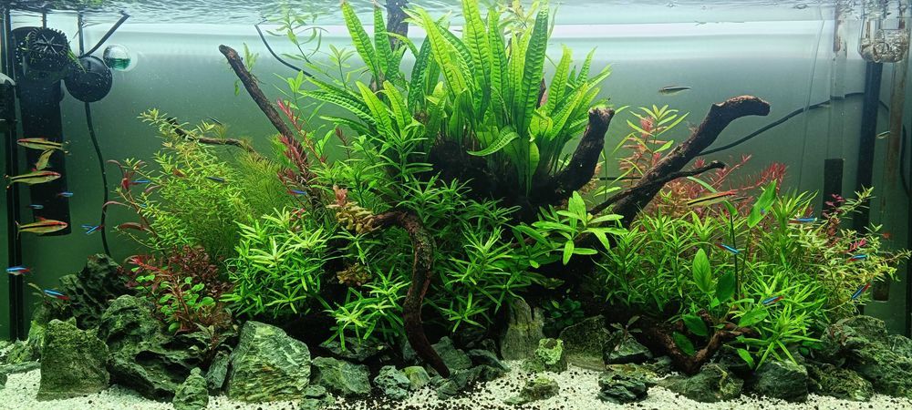 Kit 3 Espécies Plantas Naturais Aquário