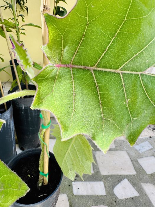 Raro Lulo árvore fruto delicioso fácil de produzir