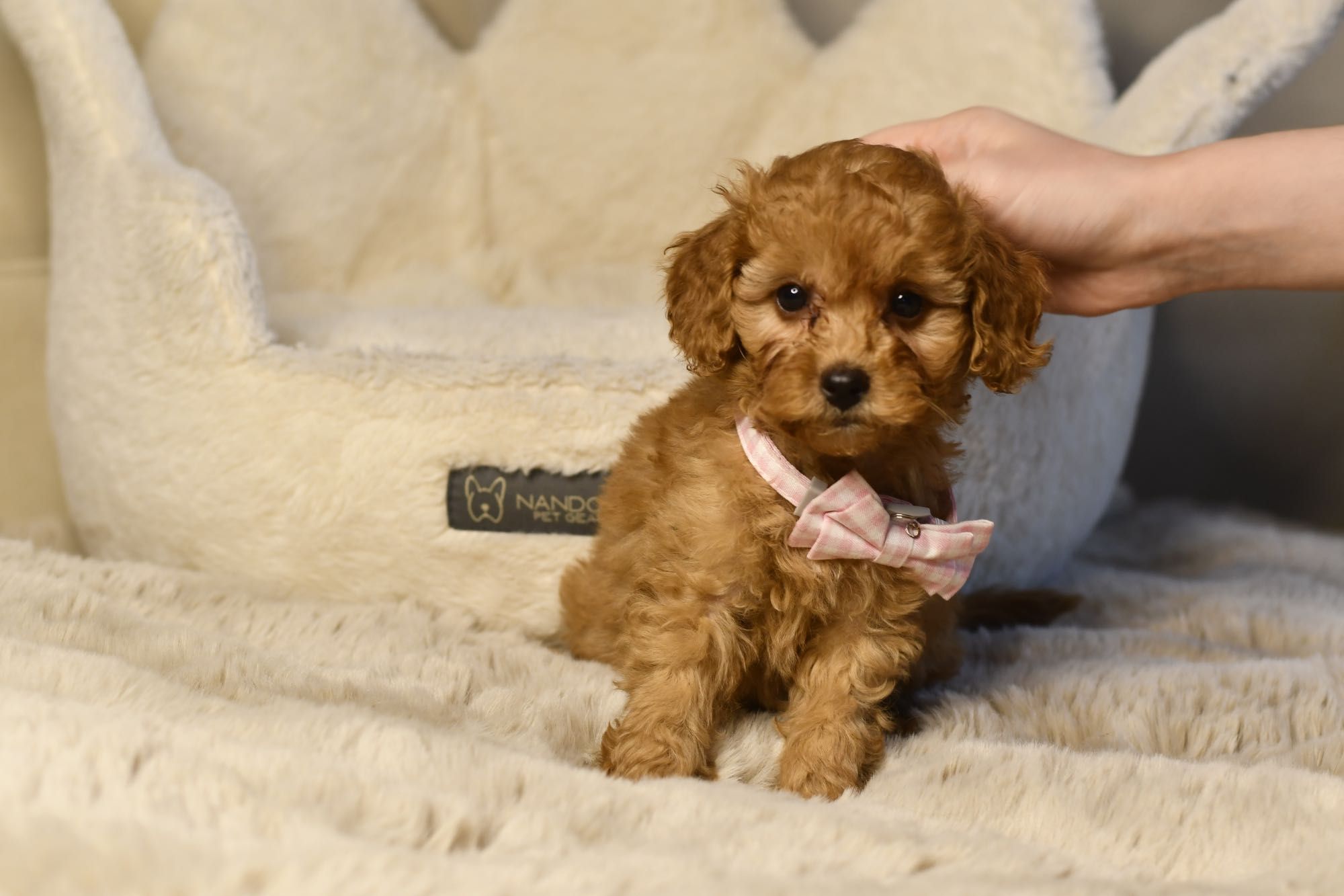 Cavapoo F1 RED wyjątkowa dziewczynka ZAREZERWOWANA