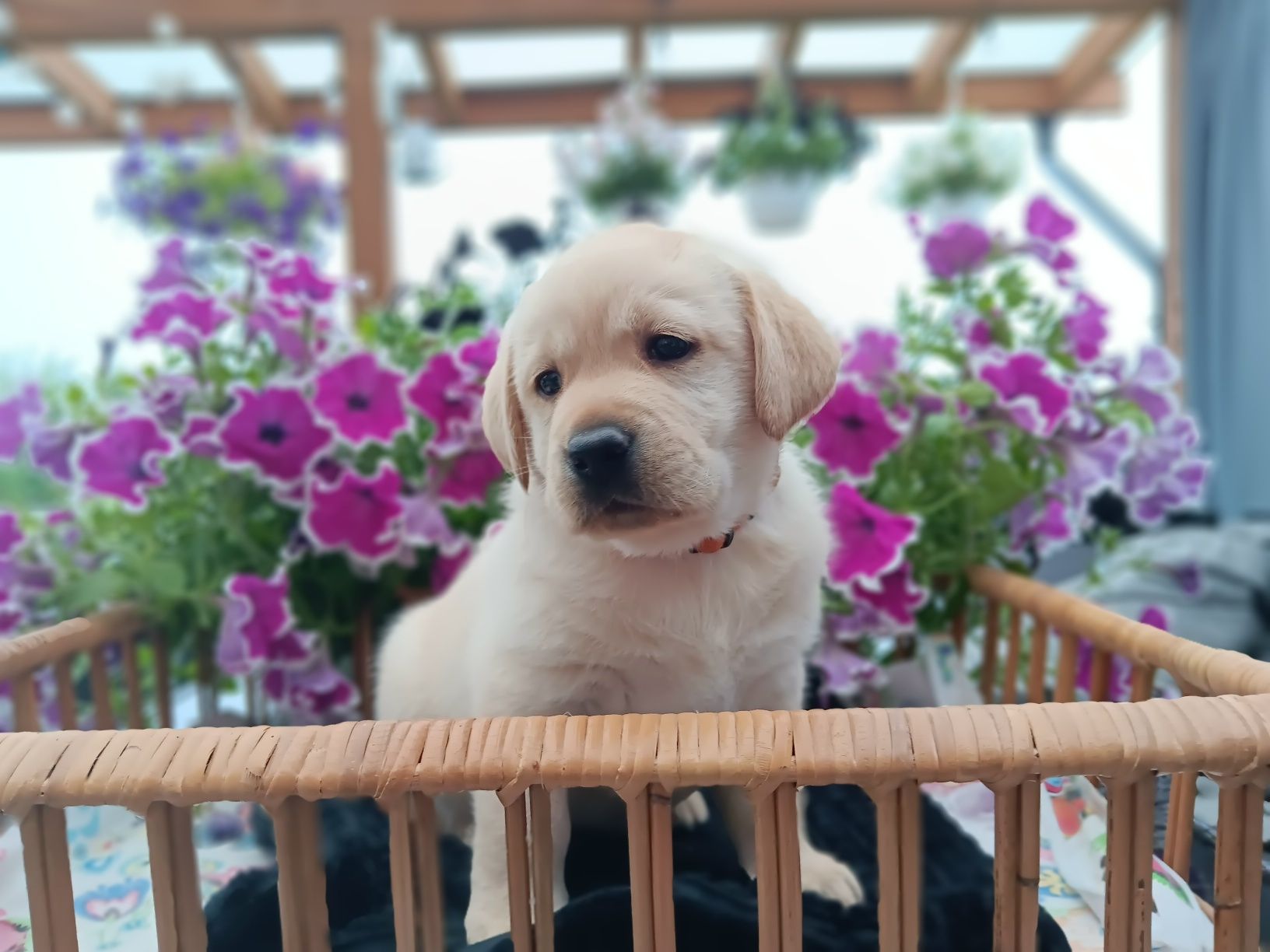 Labrador Retriever szczenie Wspaniałej Budowy Po ojcu pochodzenia FCI