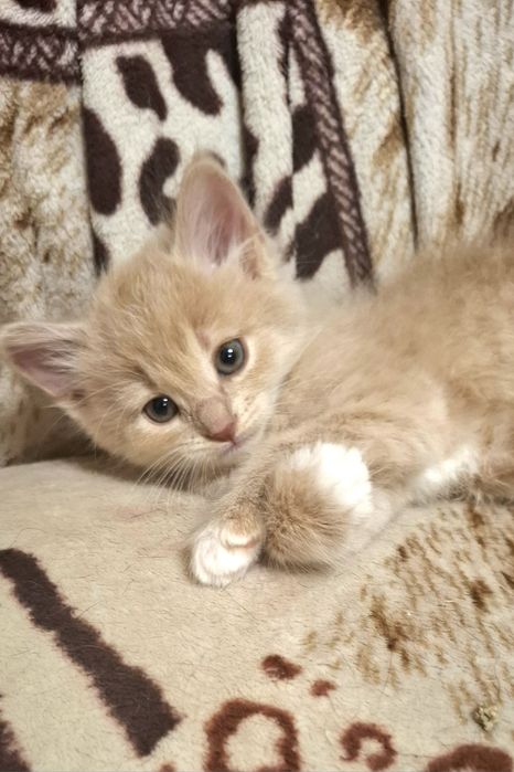 Дівчинка красуня