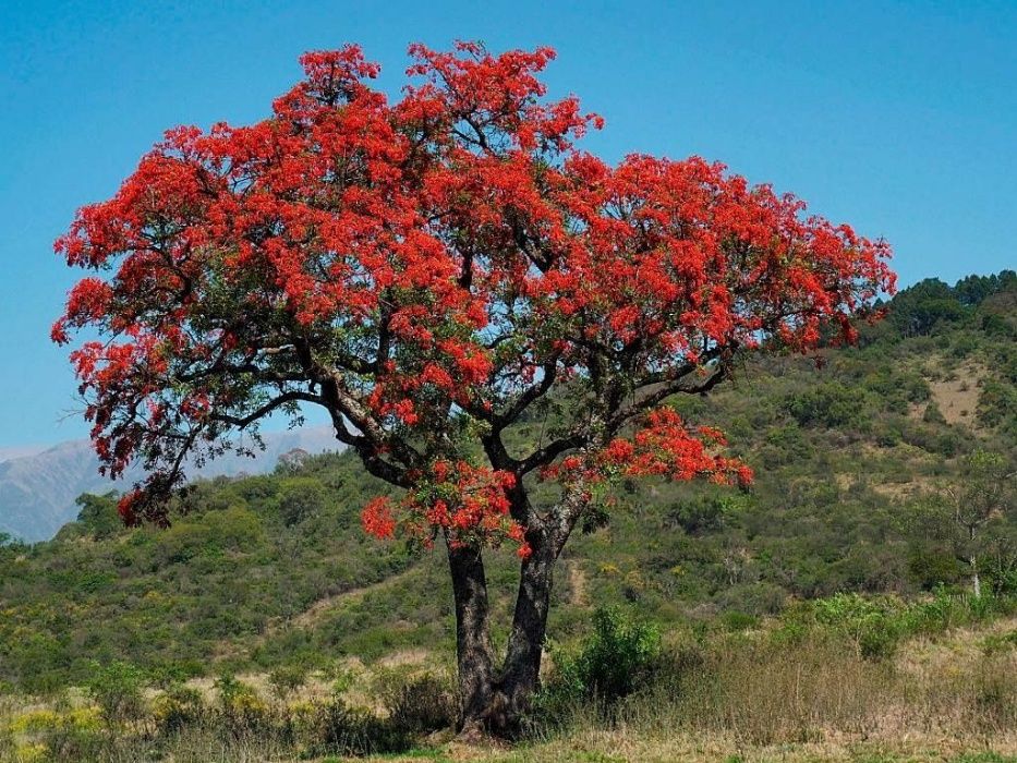 Erythrina Crista-galli - sementes