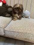 Shih Tzu z rodowodem