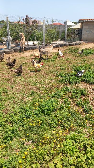 Pato caseiro criado no campo