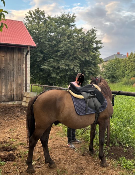 Wałach huculski, hucuł