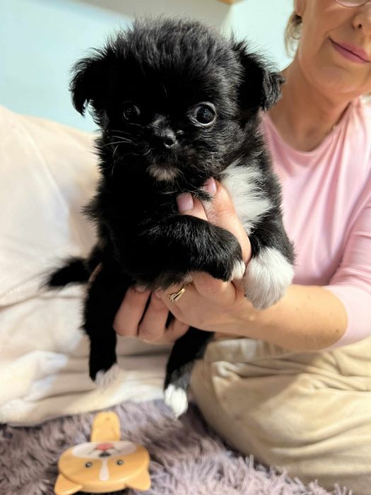 Oddam szczenięta w typie Shitsu i Chichuah