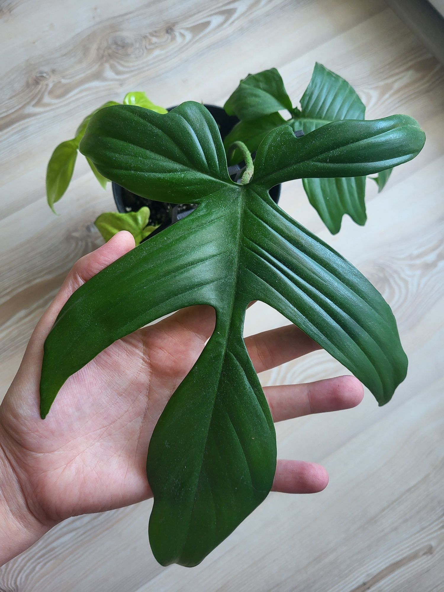 Philodendron florida ghost 2 sadzonki