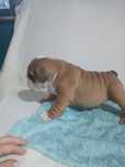 Buldog Angielski