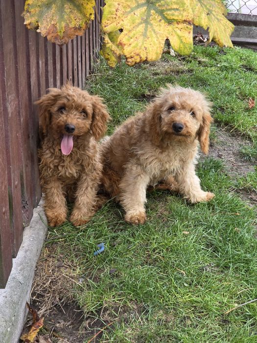 Goldendoodle f1b mini odchowany