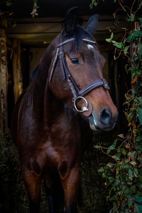 Klacz 6lat dziadek Cornet Obolesky