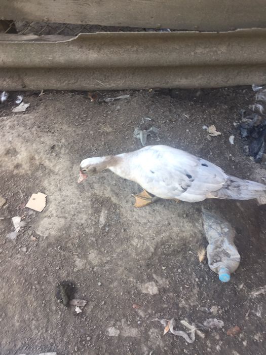 Продам індокачки, гуси, качки голубий фаворит