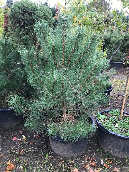 Sosna Czarna 'Pinus Nigra' wys ok. 150cm