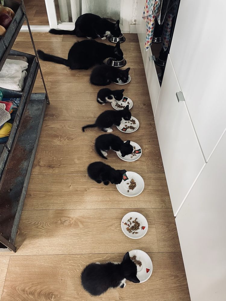 Gatinhos para adopção