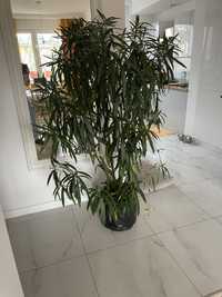 Oleander zolty ok 175cm