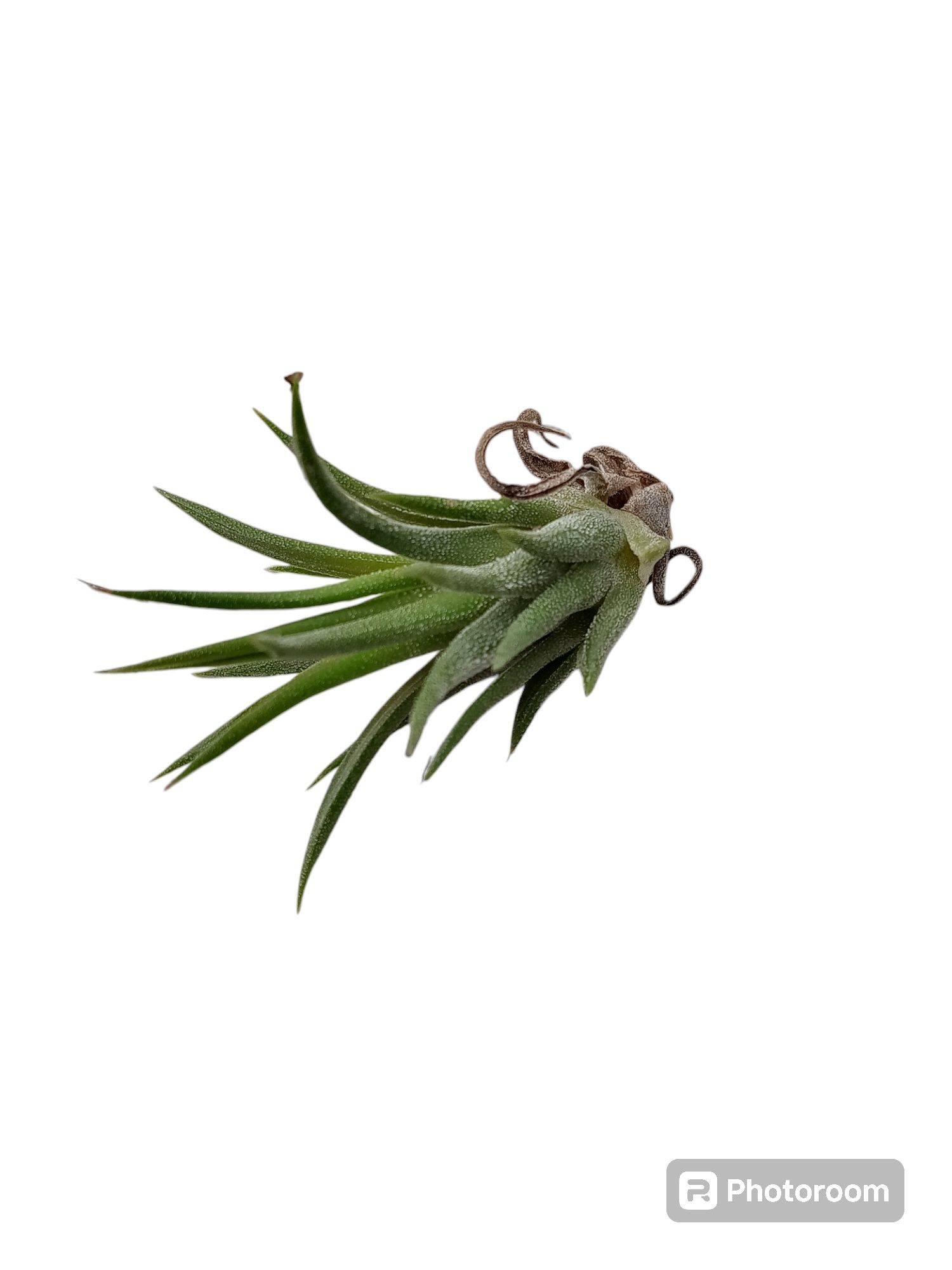 Tillandsia ionantha  Повітряна