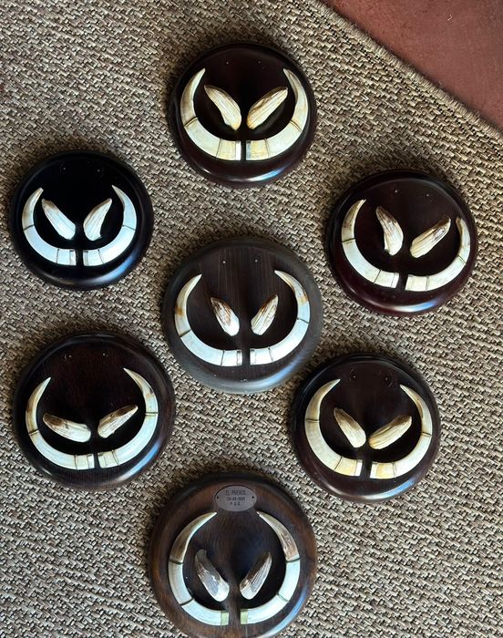 Dentes javali colmillos