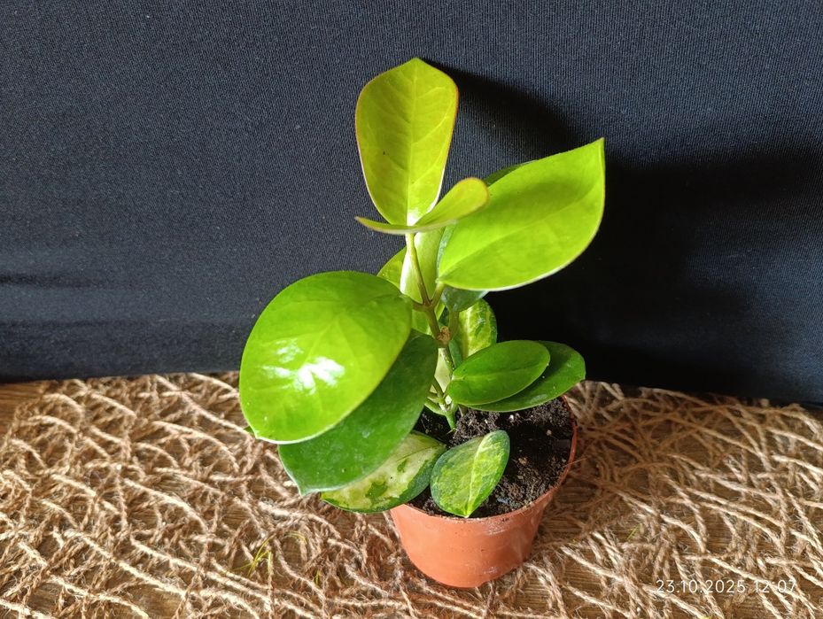 Hoya        Хойа