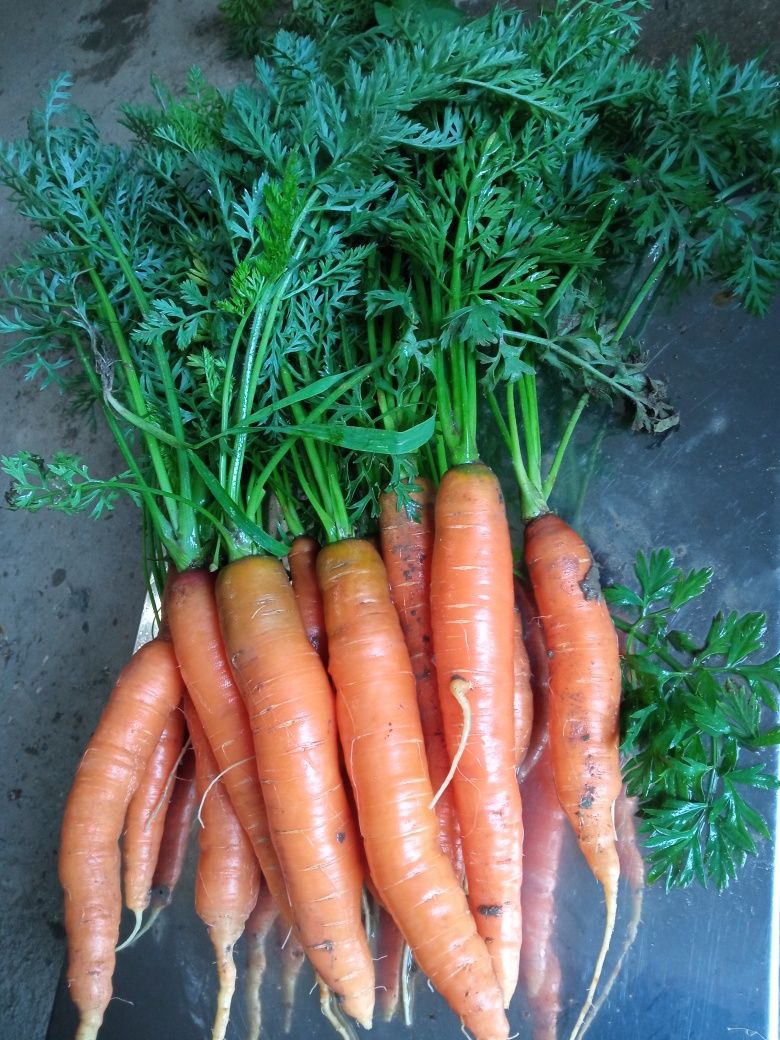 Ziemniaki Młode/marchew  świeża worki 5/15 kg 2 zł/kg