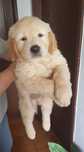Golden Retriever com LOP de Excelente Linhagem