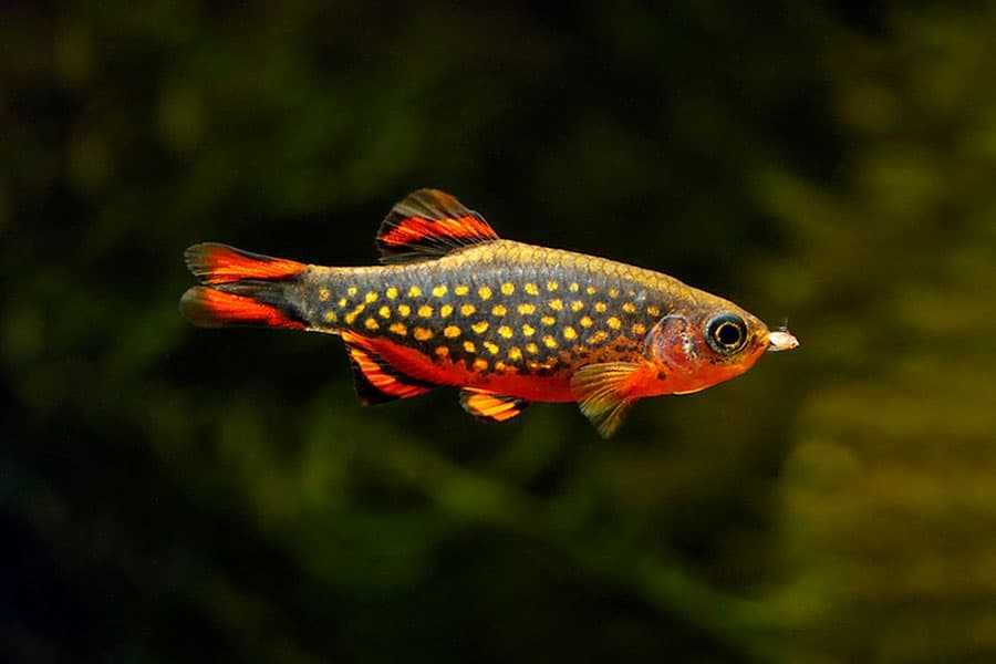 Microrasbora galaxy (Danio perłowe) SKLEP ŻYRAFA