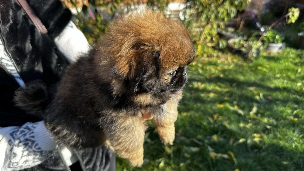 Продам Пекінеса дівчинка 1 міс